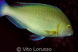 Fishs by Vito Lorusso 